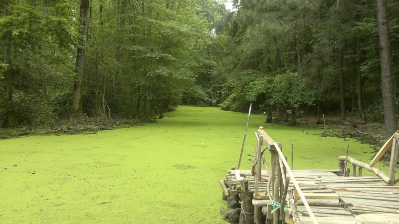در سفر به رشت حتما به پارک جنگلی سراوان بروید