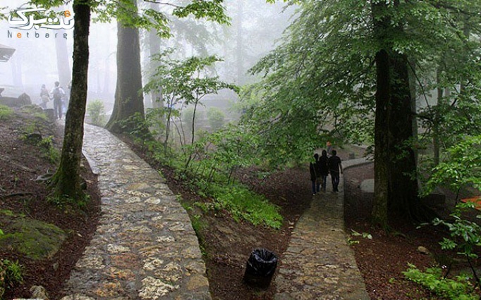 انواع درختان جنگلی نمک آبرود