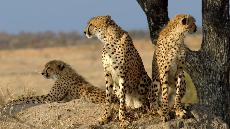 کویر خارتوران کجا است و چرا به آفریقای ایران شهرت دارد