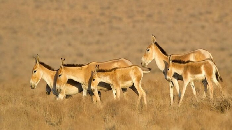 کویر خارتوران کجا است و چرا به آفریقای ایران شهرت دارد