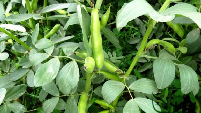 خواص باقلا سبز؛ از گوارش تا پوست و عضلات