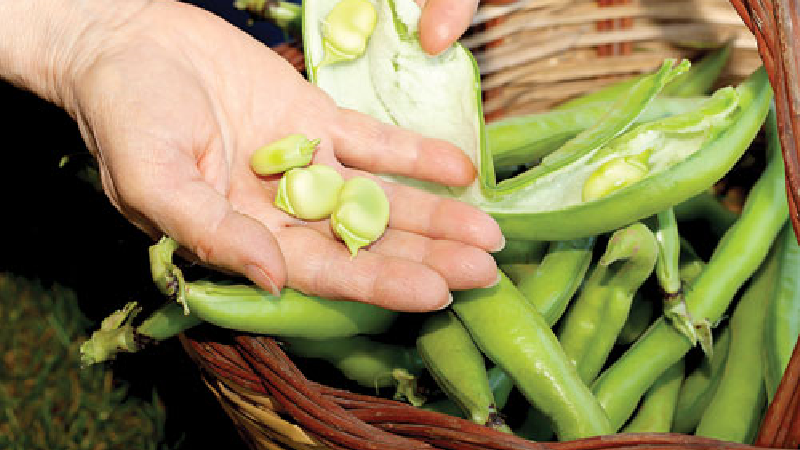 خواص باقلا سبز؛ از گوارش تا پوست و عضلات