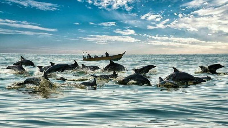 دلفین‌ها در جزیره هنگام