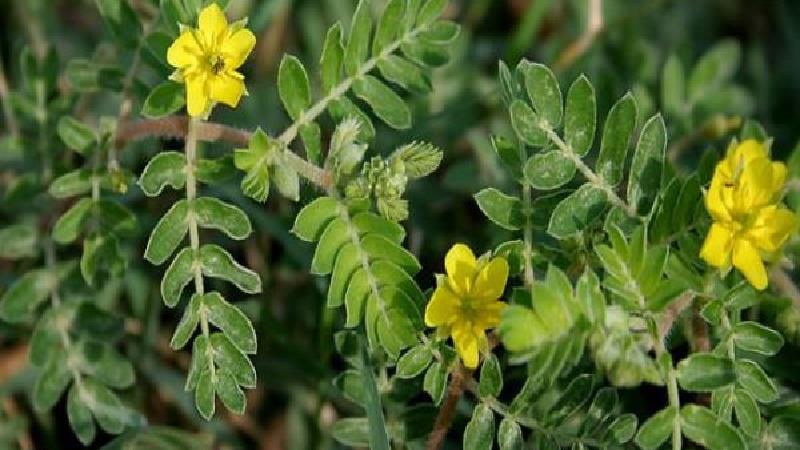 خارخسک؛ علاج سنگ کلیه