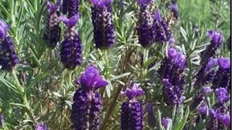 با خاصیت‌های اسطوخودوس در طب سنتی آشنا شوید