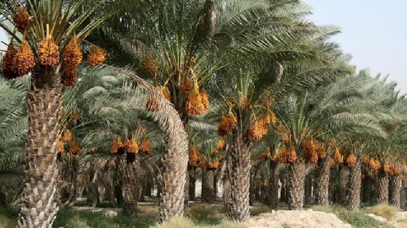 در نخلستان‌های بوشهر قدم بزنید