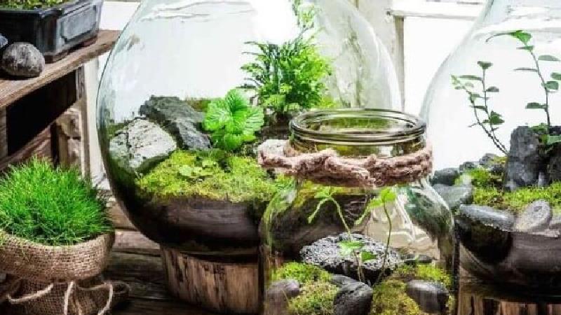 از تراریوم در دکوراسیون استفاده کنید