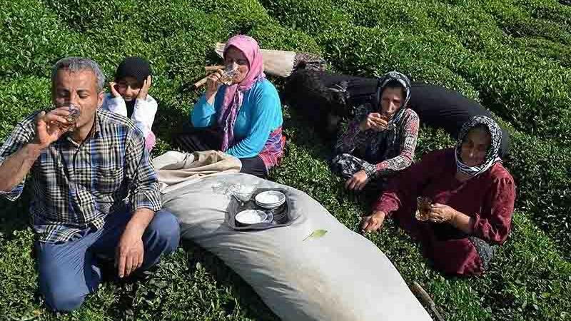 روز جهانی چای؛ فرصتی برای گفت‌وگو درباره یک صنعت بزرگ