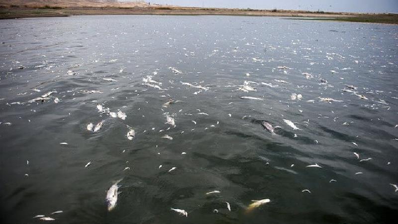 اثرات باران اسیدی بر محیط زیست