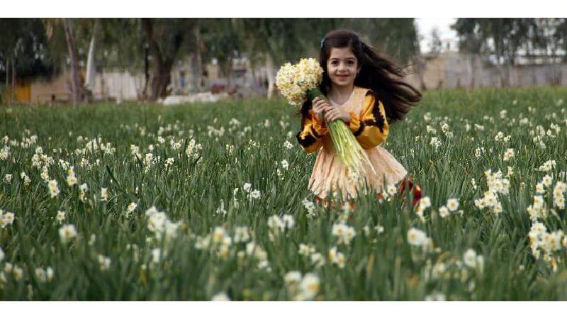 نرگس‌زارهای کازرون