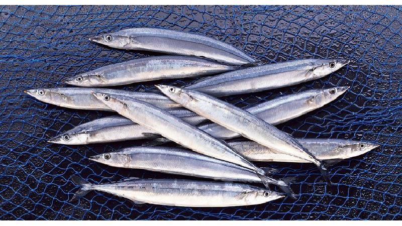 دستور پخت کامل ماهی کیلکا