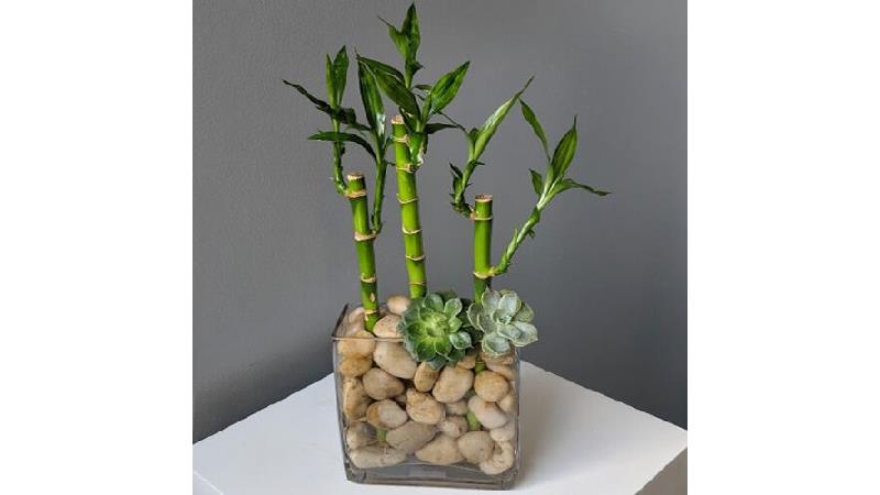 راهنمای کامل نگهداری از گیاه بامبو در آپارتمان