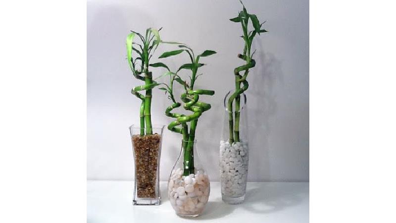 راهنمای کامل نگهداری از گیاه بامبو در آپارتمان