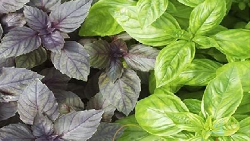 روغن ریحان درد سر را تسکین می‌دهد