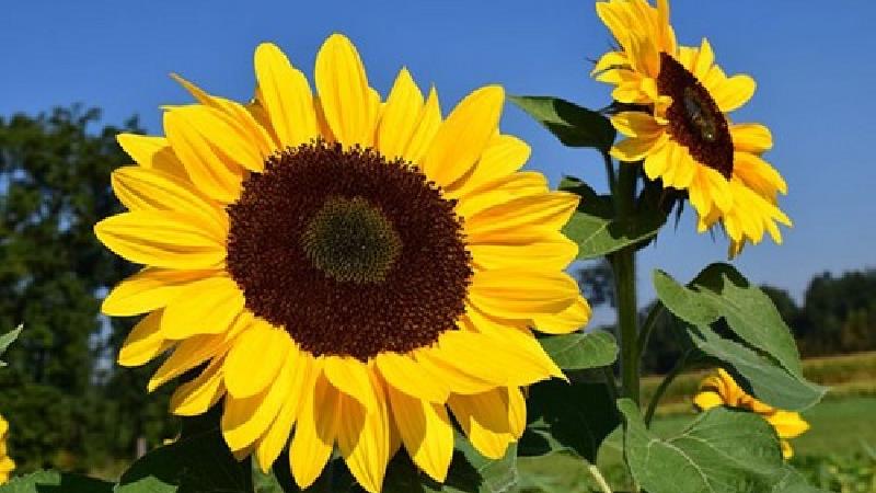 دانه آفتابگردان از منابع امگا-۶ است