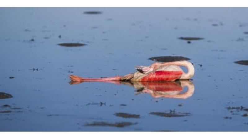 مرگ پرندگان در میانکاله