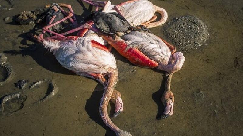 مرگ پرندگان در میانکاله