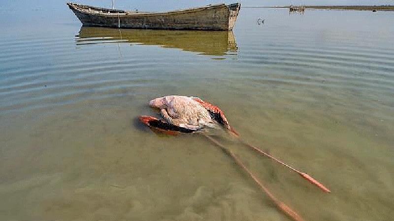 مرگ پرندگان در میانکاله