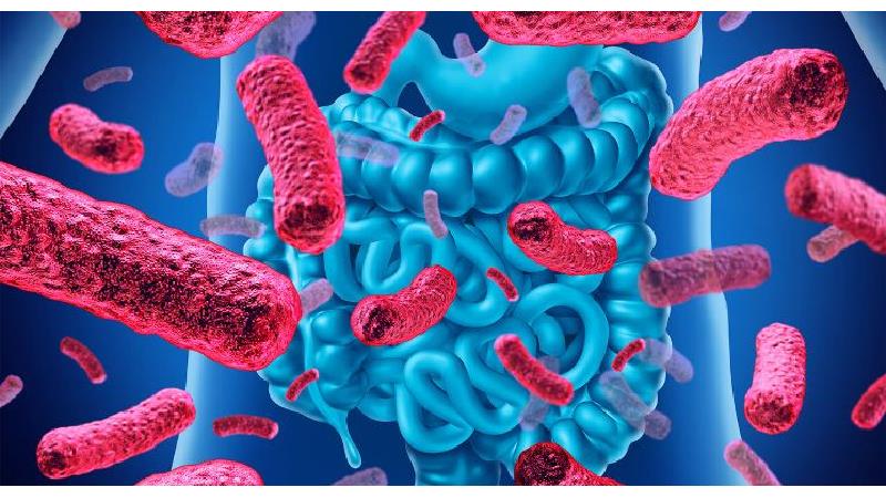 باکتری پروبیوتیک انواع مختلف دارد