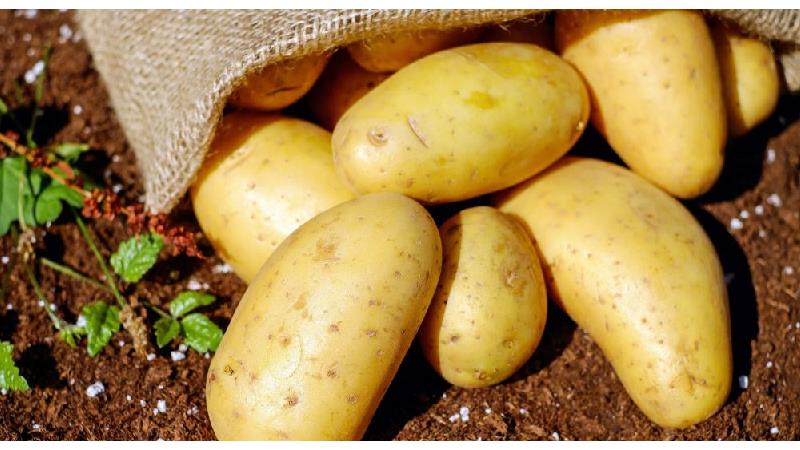 افزایش شیر مادر با خوردن سیب زمینی