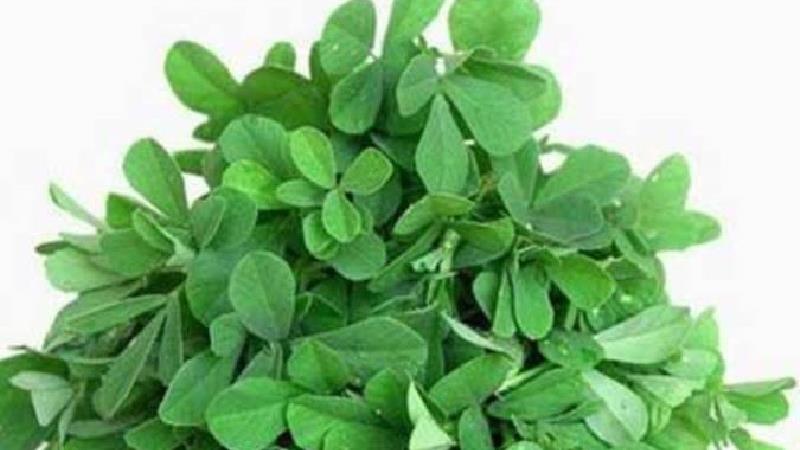 شنبلیله برای افزایش شیر مادر مفید است