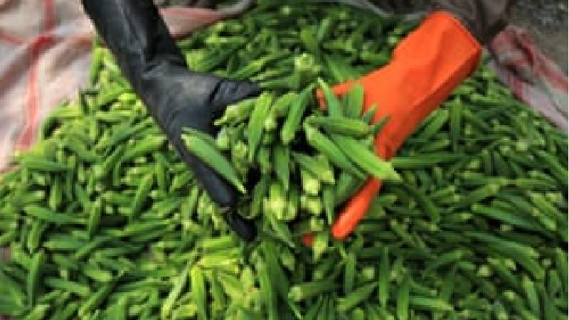 خاصیت های بامیه از نظر طب سنتی چیست