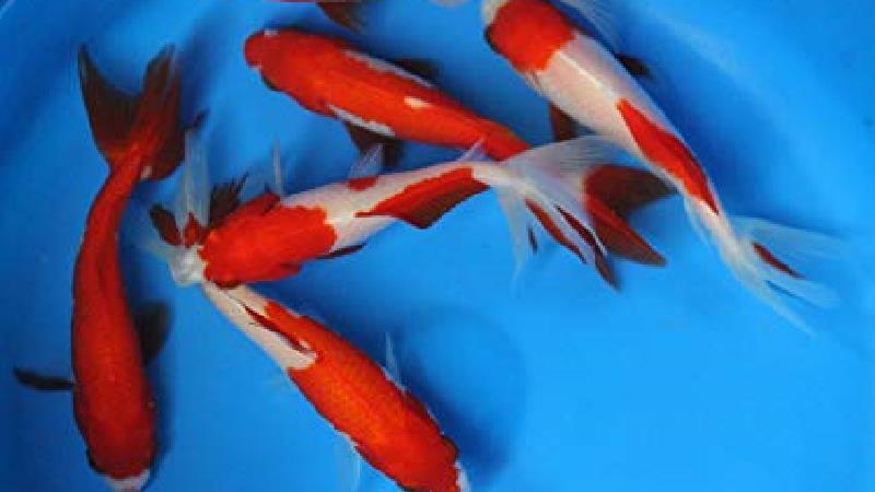 آیا ماهی های قرمز به کرونا مبتلا هستند