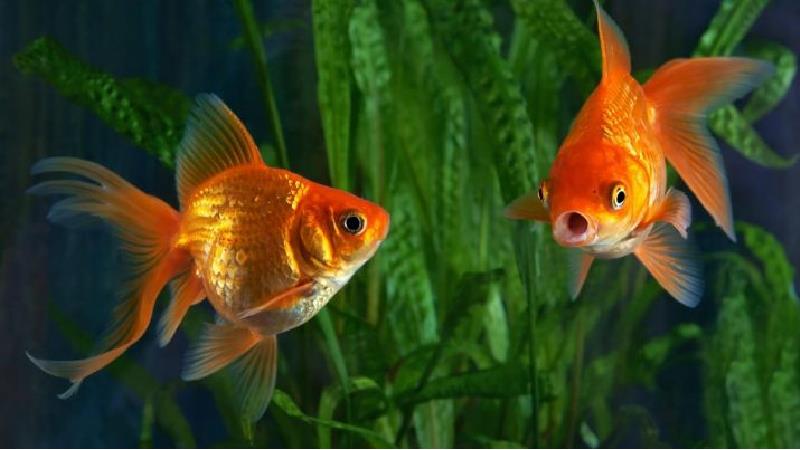 آیا ادعای ابتلای ماهی قرمزها به کرونا صحت دارد