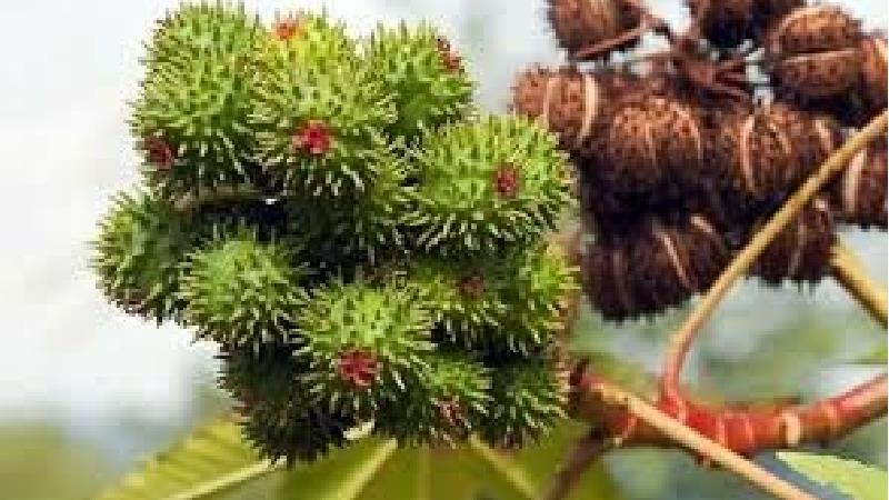 گیاه کرچک از سالیان سال قبل مورد استفاده انسان بود