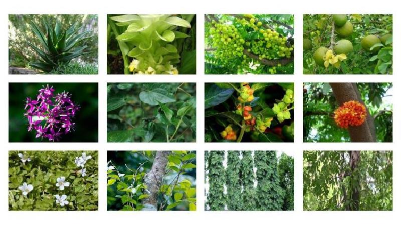 با خاصیت گیاهان دارویی آشنا شوید