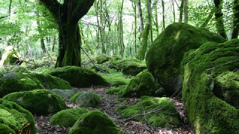 عکسی از دیدنی های مناطق دو هزار و سه هزار تنکابن