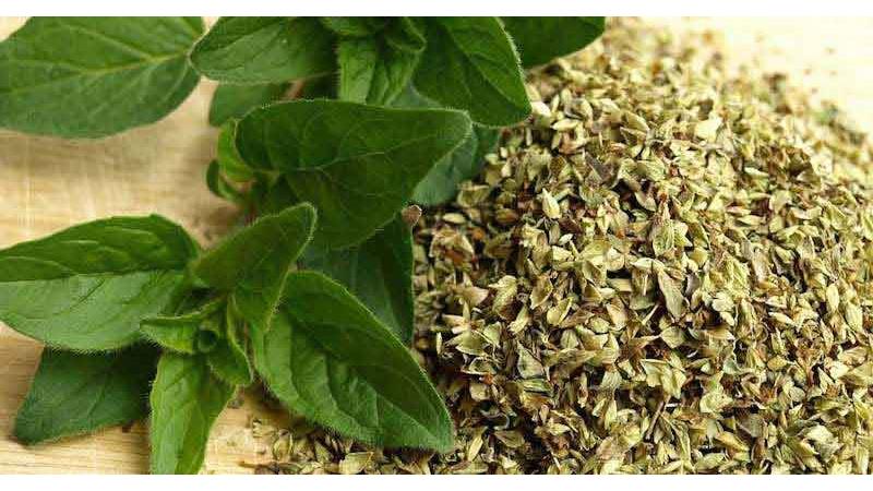 پونه کوهی یک محافظت‌کننده‌ طبیعی از شما در برابر عفونت است. 