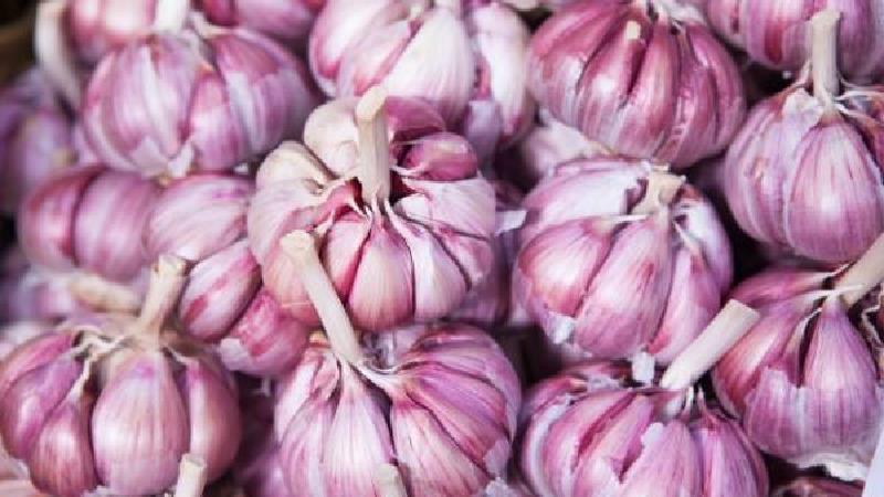 سال‌هاست که از سیر برای بهره‌گیری از خواص درمانی‌اش استفاده می‌شود.