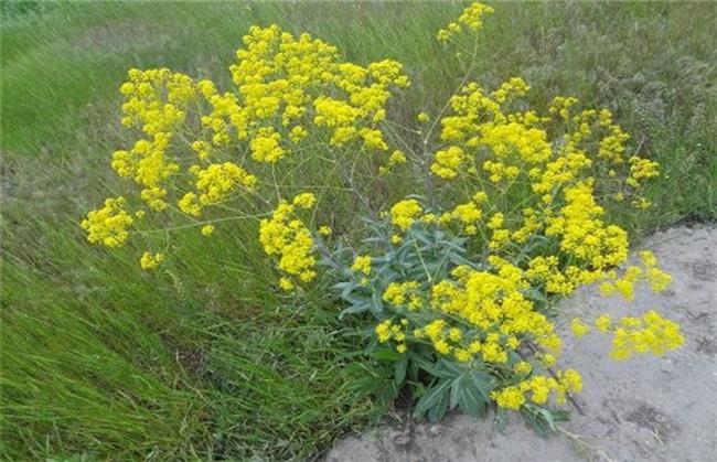 گیاه وسمه چیست