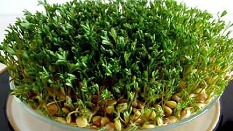 آموزش کامل درست کردن سبزه عدس