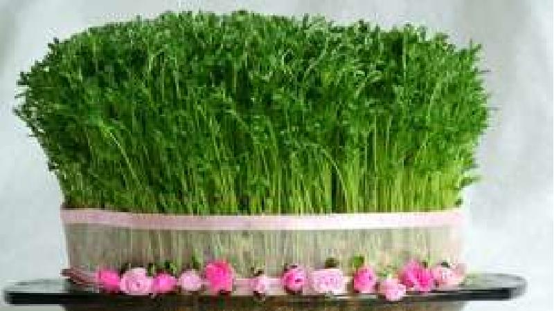 سبزه عدس برای سفره هفت سین بسیار زیبا است