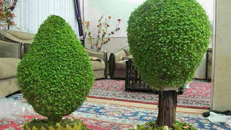 چگونه سبزه خاکشیر درست کنیم