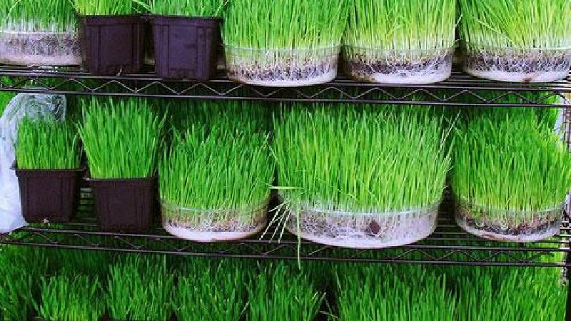 آموزش درست کردن سبزه گندم