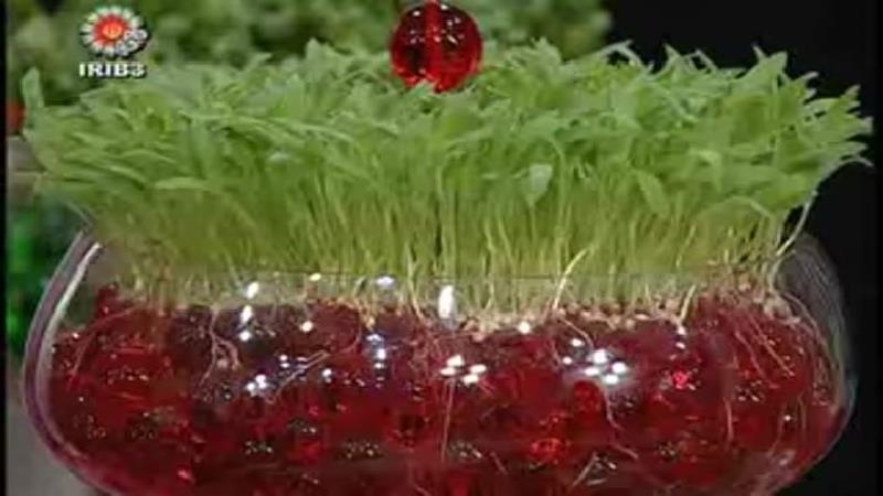چگونه در خاک ژله ای سبزه بکاریم