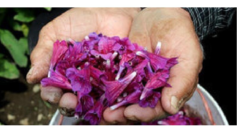 گل گاو زبان چه ضررهایی دارد