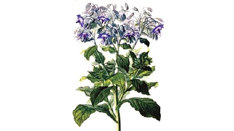 مشخصات گیاه گل گاو زبان