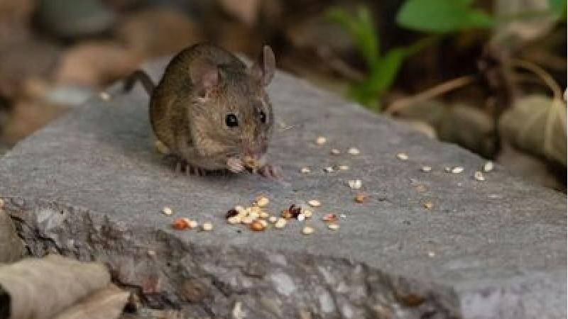 هانتاویروس از جوندگان منتقل می شود