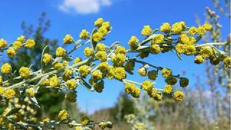 گیاه خاراگوش چیست