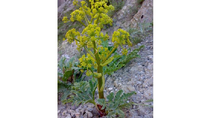 گیاه آنغوزه چیست