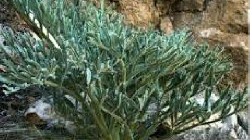 آنغوزه چه فوایدی دارد