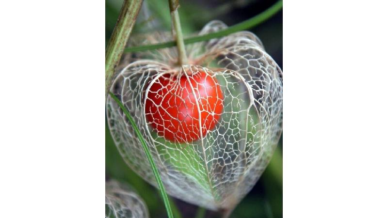 عروسک پشت پرده از دیرباز در طب مورد توجه بود