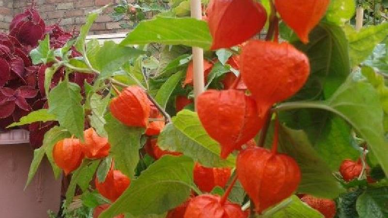 عکسی از گیاه عروسک پشت پرده