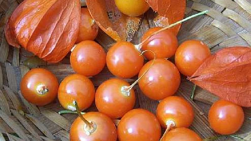 عروسک پشت پرده چه خاصیت هایی دارد