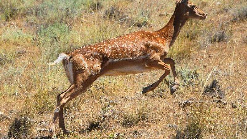 گوزن زرد در جزیره اشک