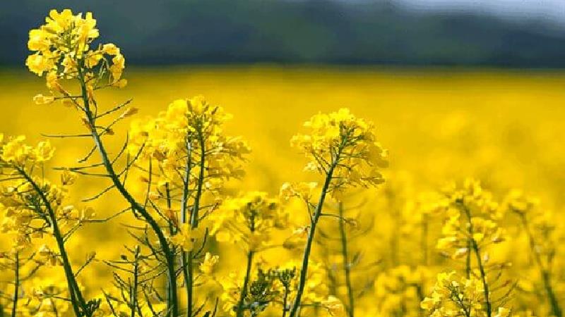 گیاه کلزا چیست